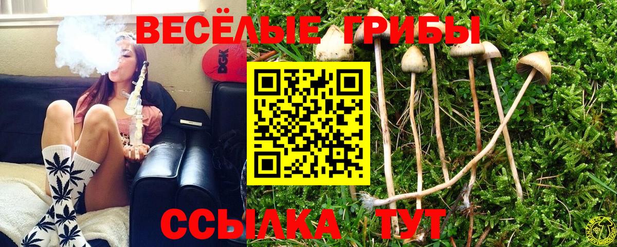 Псилоцибиновые грибы Cubensis Можга